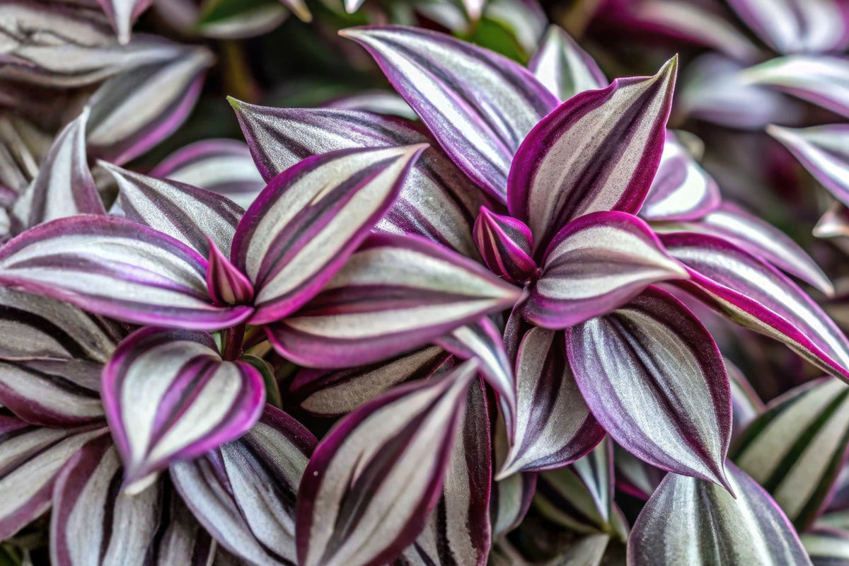 9 Tradescantia Zebrina Cuttings, Purple Wandering Dude Plant, Unrooted Live Houseplant Stems for Propagation