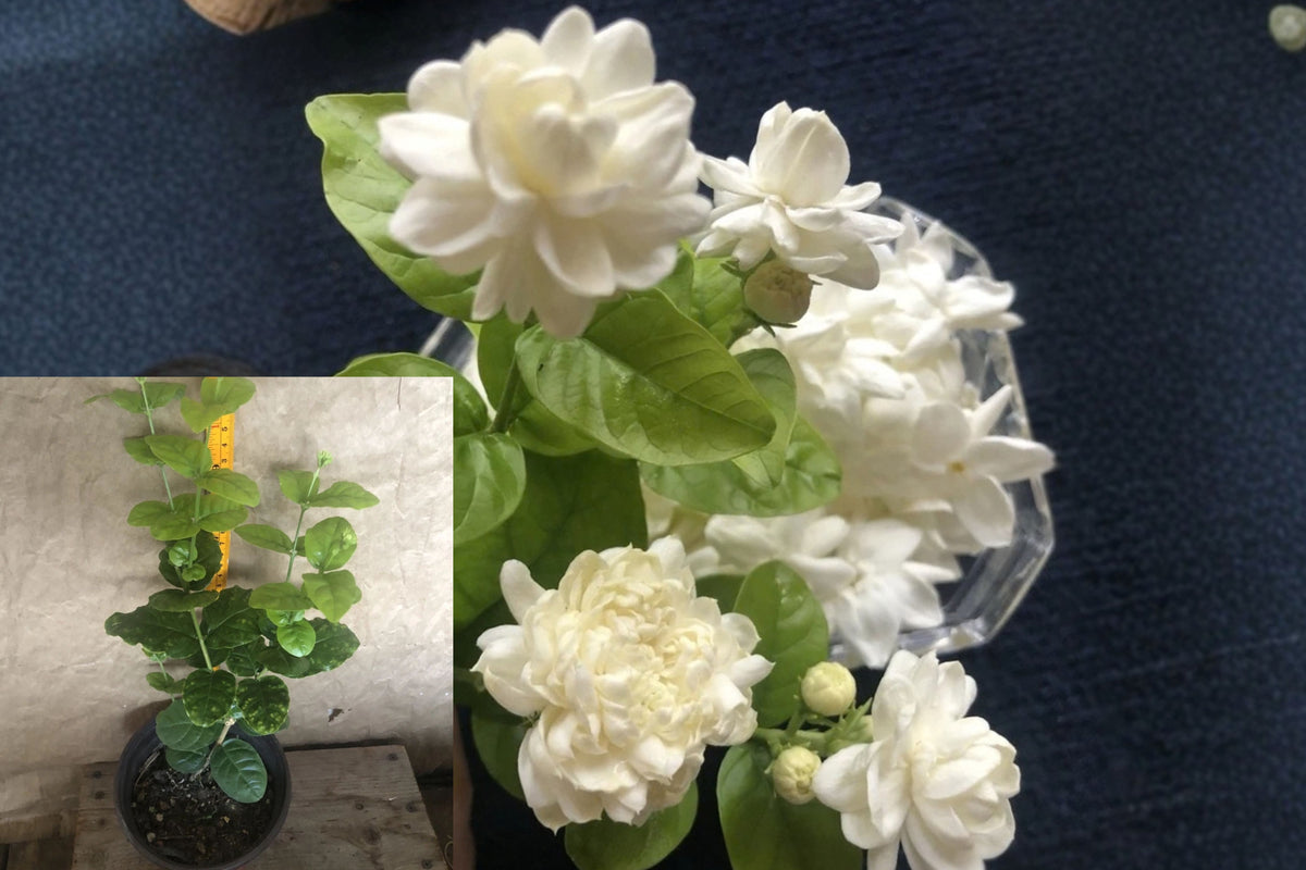 Arabian Jasmine Live Plant – 10 Inch, Jasminum sambac