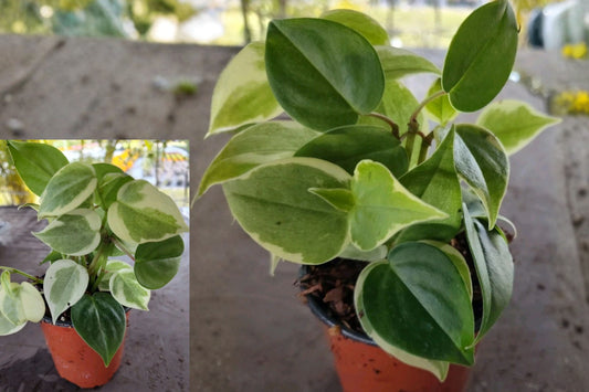 Cupid Peperomia Variegated Live Plant – 1 Plant – 4 Inch Pot
