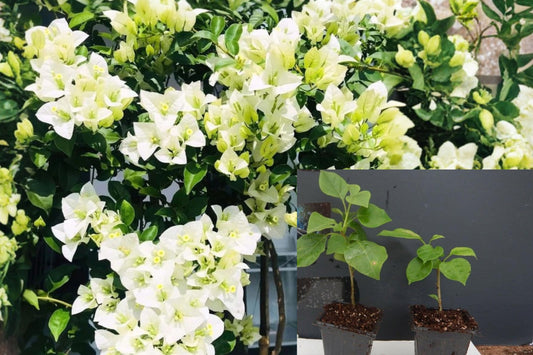 2 White Bougainvillea Live Plants, 5–9 Inch Rooted Flowering Vine Starters, Tropical Climbing Plants for Patio, Trellis and Garden