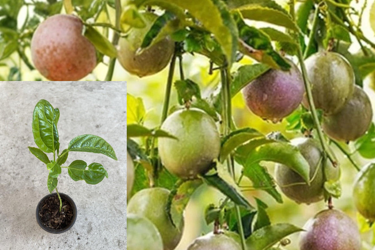 Purple Passion Fruit Live Plant, Rooted Passionfruit Vine, 5–10 Inch Tropical Fruit Starter for Trellis