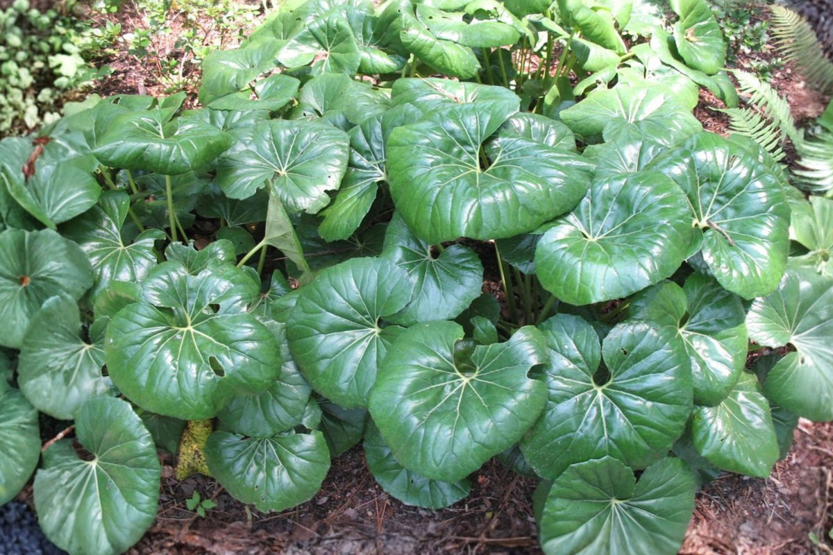 Live Farfugium Japonicum Tractor Seat Plant, Giant Leopard Plant, Glossy Leaf Shade Perennial Starter