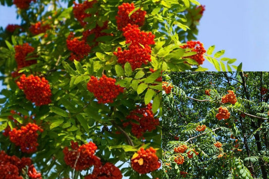 European Mountain Ash Tree 1 Live Bare Root Plant – Sorbus aucuparia