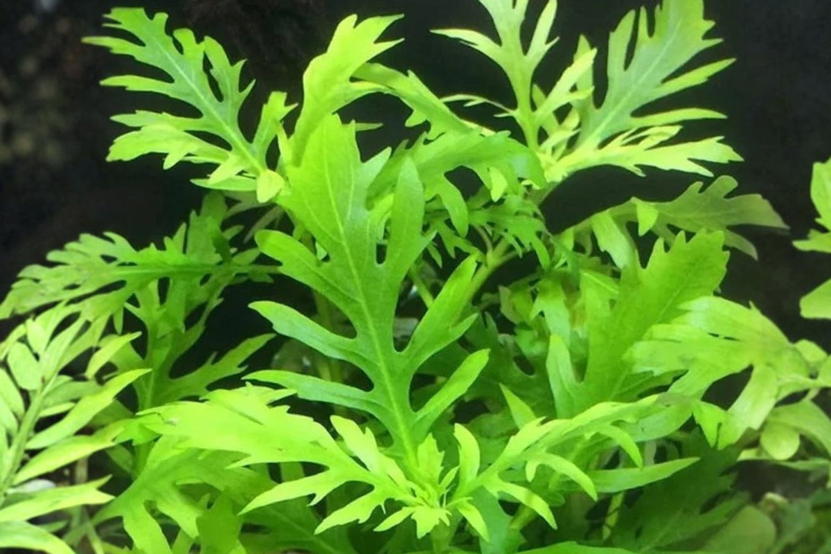 7 Live Water Wisteria Aquarium Plants, Freshwater Tank Plants, Aquascaping Greenery for Fish Tanks and Aquatic Habitats