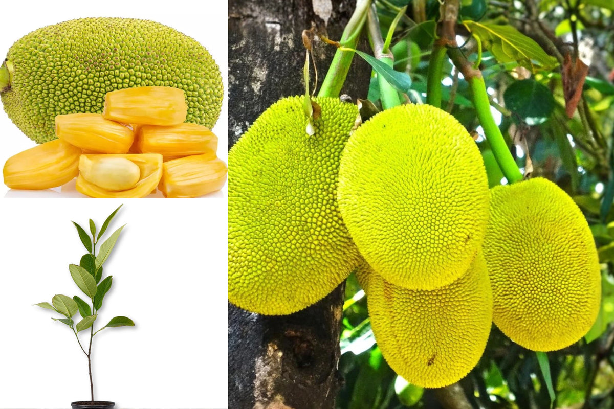Jackfruit Tree Live Plant, 2–3 Foot Tropical Fruit Tree, 1 Gallon Potted Seedling, Edible Fruit Tree for Warm Climate Gardens