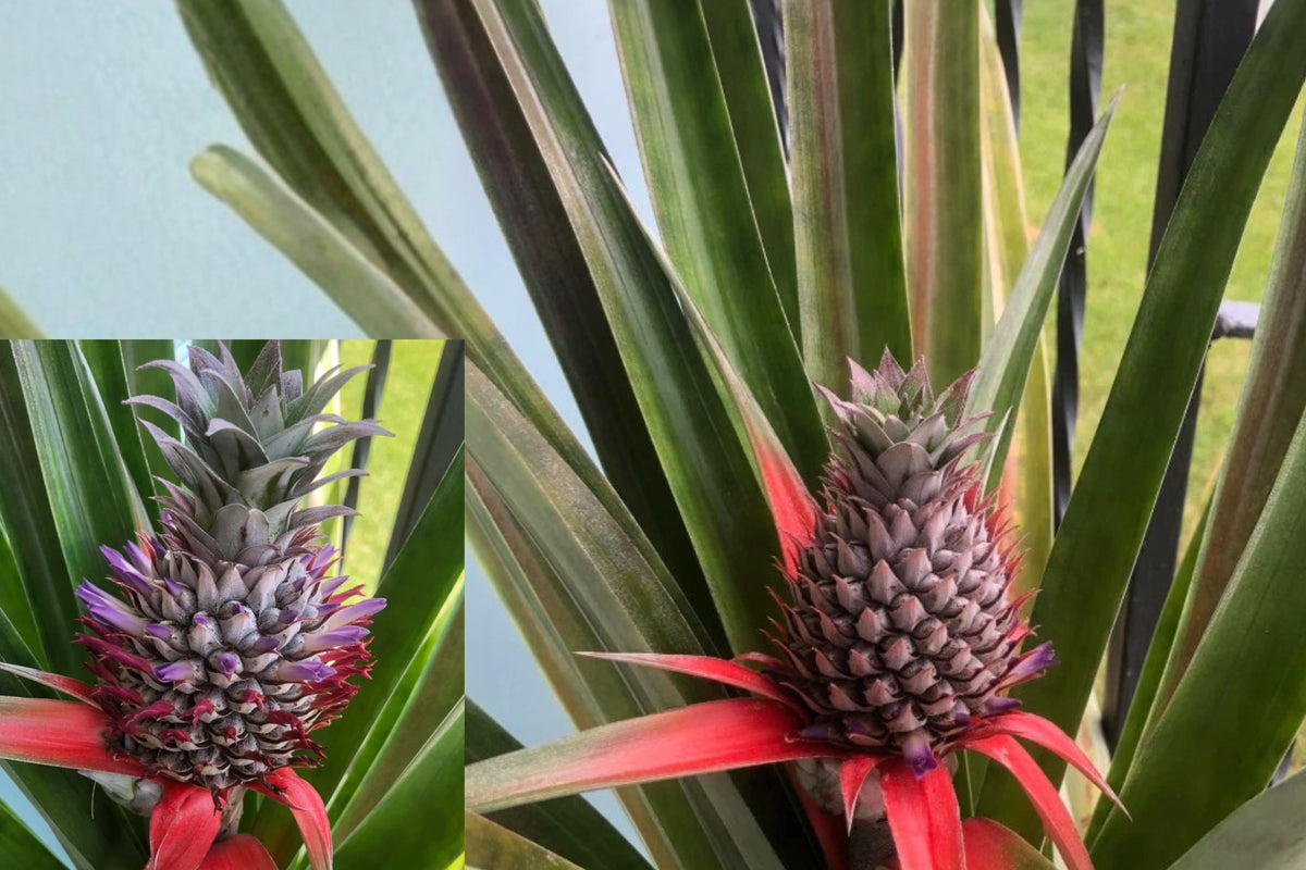 Florida Special Pineapple Live Plant, 3–6 Inch Tropical Fruit Starter, Ananas Comosus, Root Ball Ships Without Pot