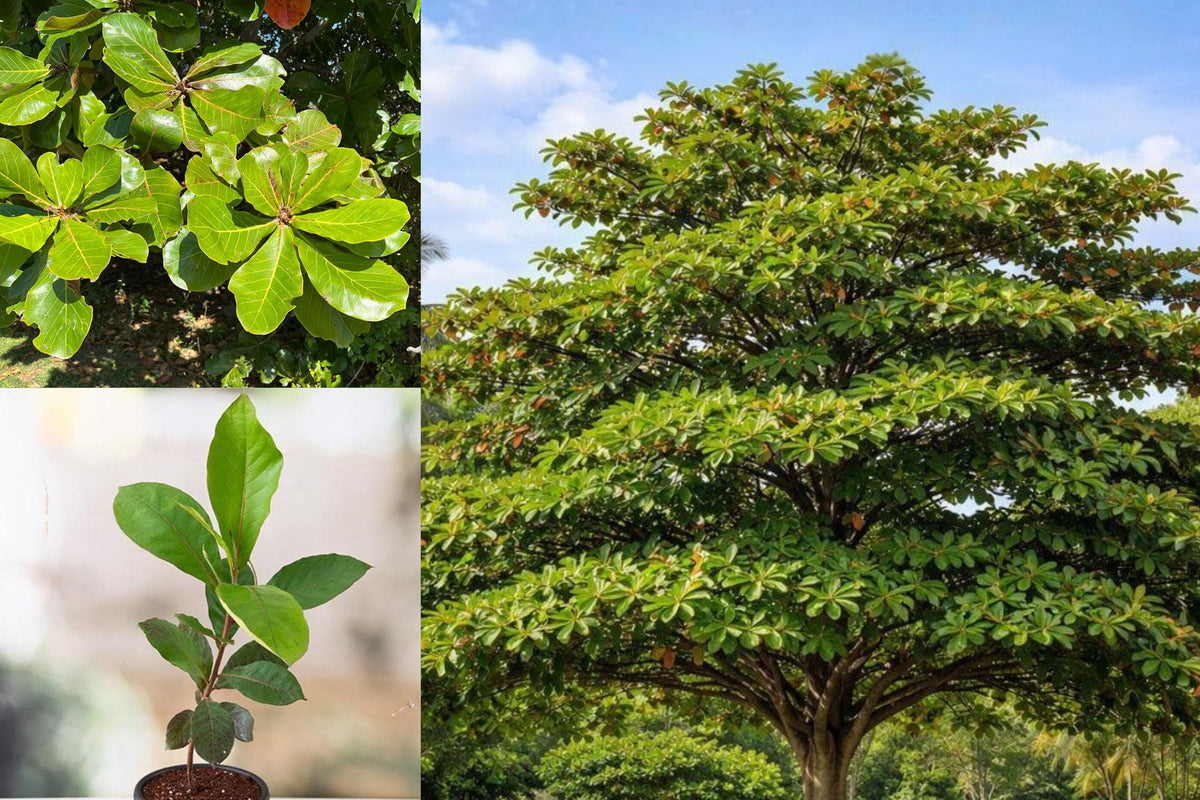Tropical Almond Tree Live Plant, Terminalia Catappa, 7–12 Inch Tropical Tree Seedling, Outdoor Garden Plant