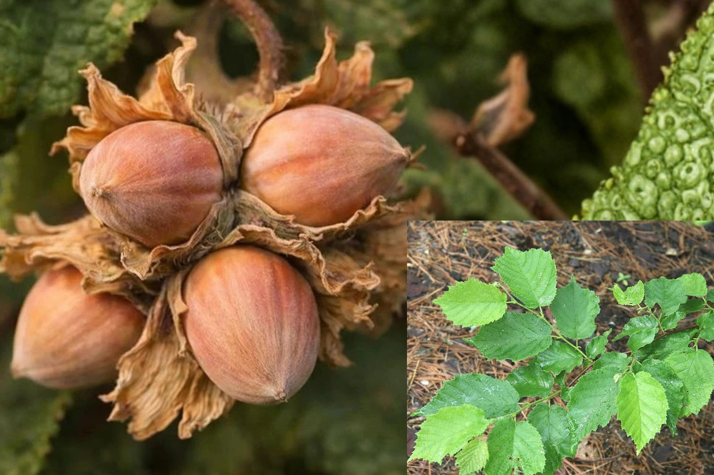 American Hazelnut Tree – 3 Live Seedlings – Corylus americana