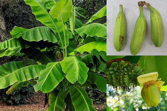 1 Basjoo Banana Live Plant, 3–6 Inches Tall – Musa basjoo