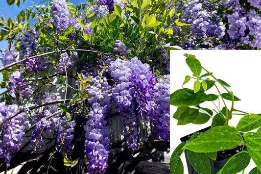 Amethyst Falls Wisteria Live Plant, 3–8 Inches Tall – Wisteria frutescens