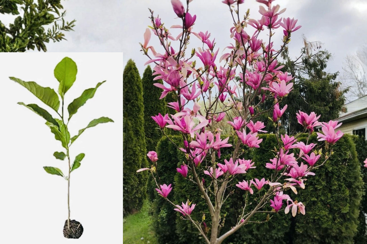 Ann Star Magnolia Live Plant – 3 Inch Pot – Magnolia ‘Ann’