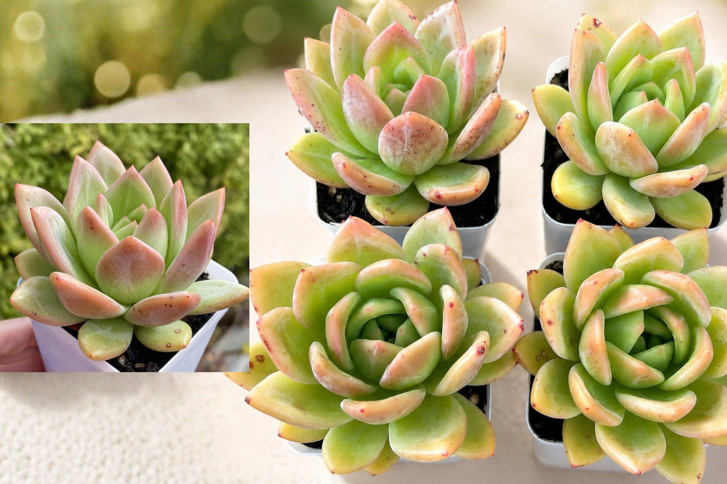Echeveria ‘Champagne’ Live Succulent – 3 Inch Rooted Plant