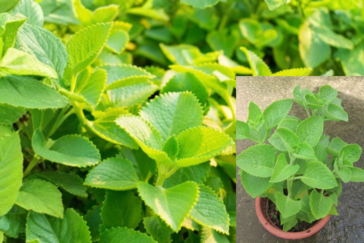 Cuban Oregano 1 Live Plant – 4–7 Inch Tall – Plectranthus amboinicus