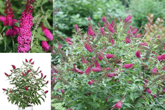 Miss Molly Butterfly Bush – 1 Live Shrub in 2-Gallon Pot – Buddleia