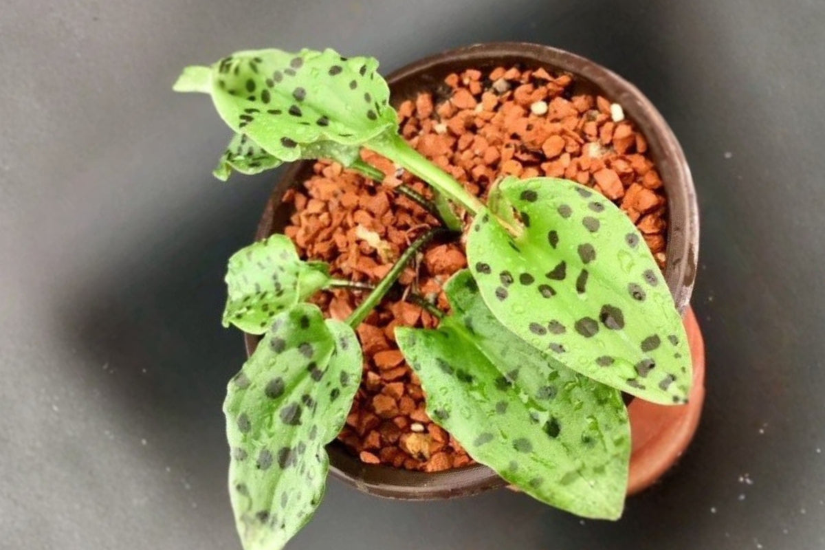 Drimiopsis Maculata Live Plant, African Hosta, Spotted Green Foliage Houseplant, Indoor Ornamental Plant