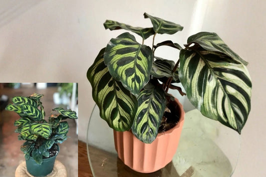 Calathea Peacock Live Plant – 1 Plant – 4" Pot – Calathea makoyana
