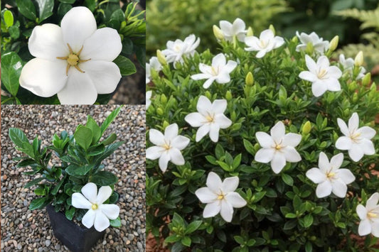 2 Kleim’s Hardy Gardenia Live Plants, 10 Inch Evergreen Shrubs, Fragrant White Flowering Gardenia for Outdoor Gardens