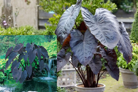 Colocasia 3 Live Plants – 5–8 Inches – Elephant Ear Taro – Colocasia sp.