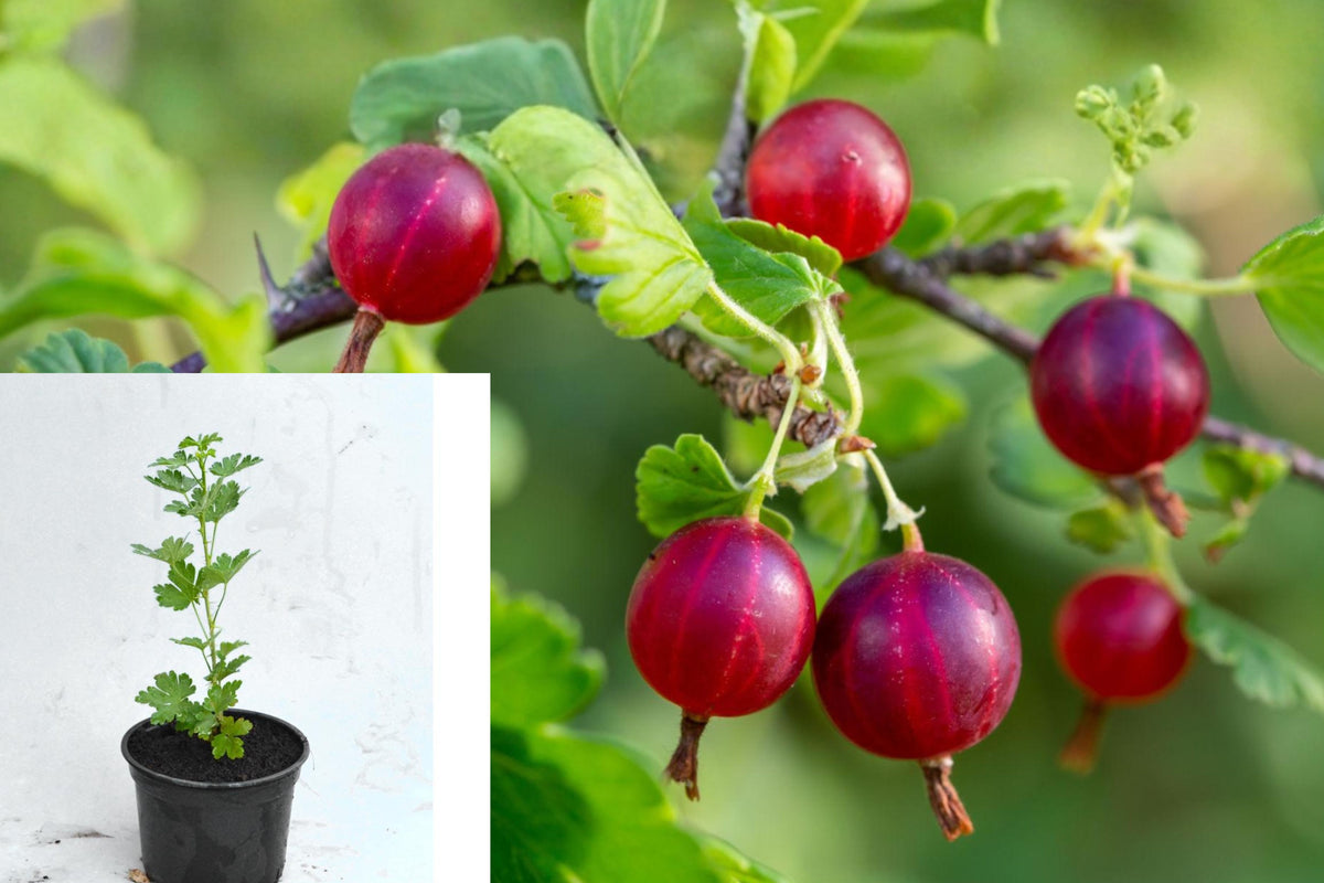 Red Gooseberry Live Plant, 5–10 Inch Berry Bush Starter, Cold Hardy Edible Fruit Shrub for Home Gardens
