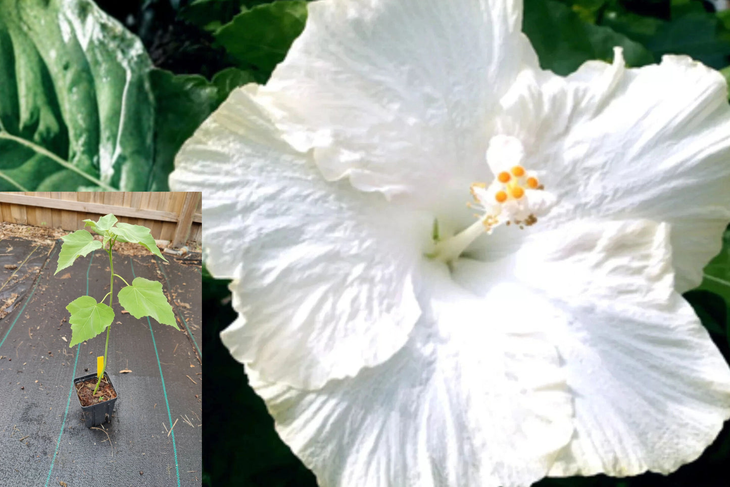 Hibiscus Moscheutos Starter Live Plant – Rose Mallow