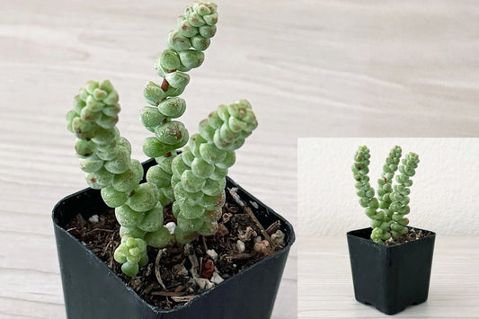Crassula Baby's Surprise Live Plant – 1 Plant in 2" Pot – Succulent