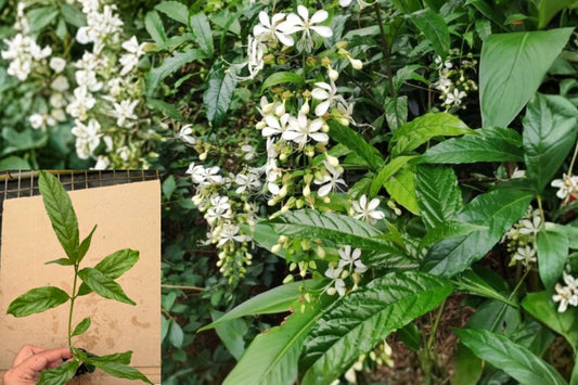 2 White Clerodendrum Wallichii Live Plants – 4–6" Tall – Clerodendrum wallichii