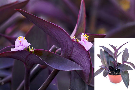 Purple Heart Live Plant, Tradescantia Pallida Purple Foliage Houseplant, Setcreasea Pallida, 4 Inch Potted Plant