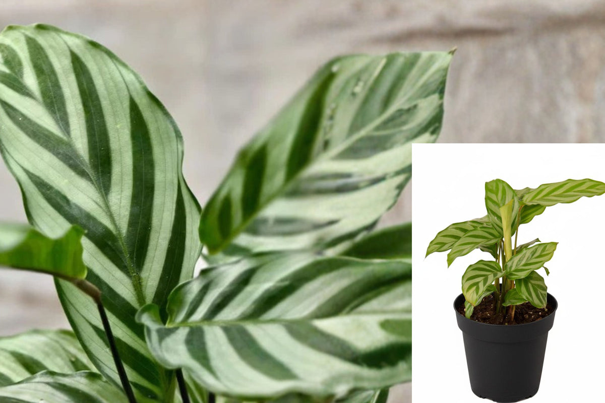 Calathea Freddie Live Plant, Calathea Concinna Houseplant, 4 Inch Potted Tropical Indoor Foliage Plant