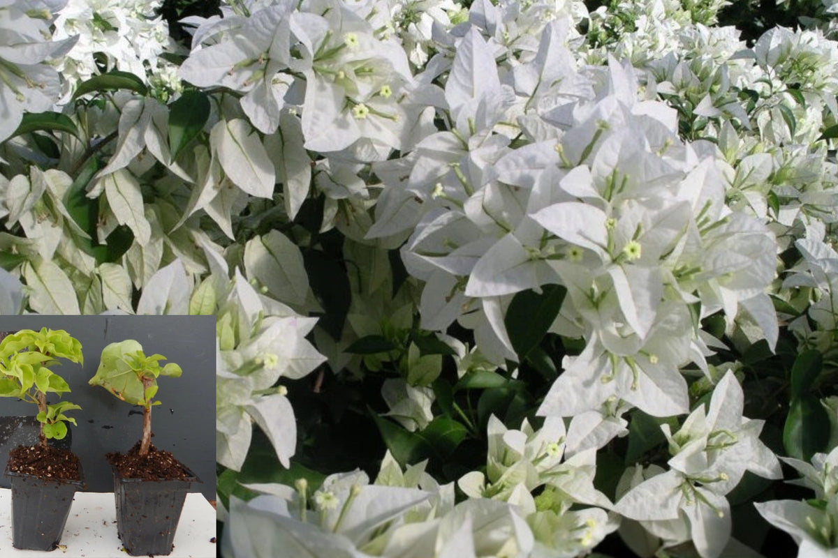 Mauna Kea Bougainvillea Live Plant – Well Rooted in 3 Inch Pot