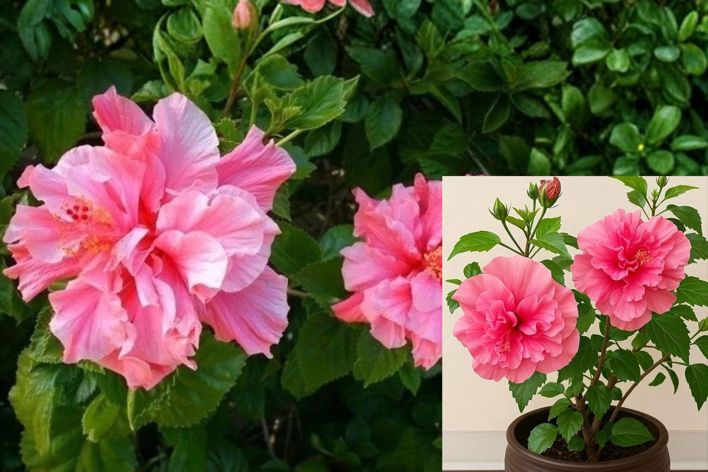 Double Pink Hibiscus 1 Live Starter Plant in Pot – Hibiscus