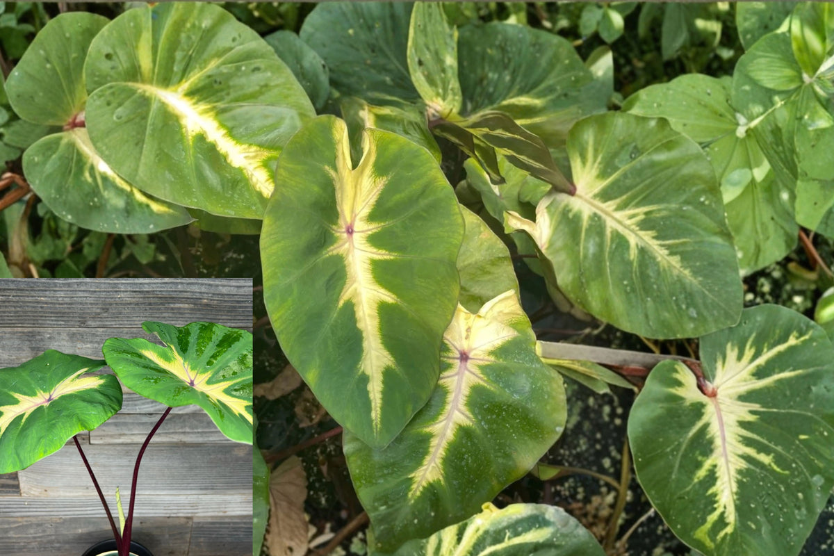 Waikiki Colocasia Live Plant – 1 Plant, 3–6 Inch Starter – Colocasia ‘Waikiki’