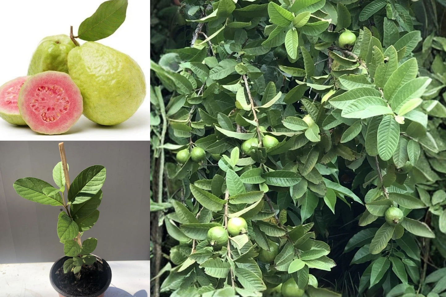 Pink Guava 1 Live Plant – 10 Inch Seedling Starter – Psidium guajava
