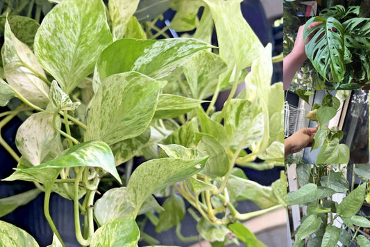 Pothos & Houseplant Cuttings Bundle – 7 Live Cuttings – Epipremnum & More