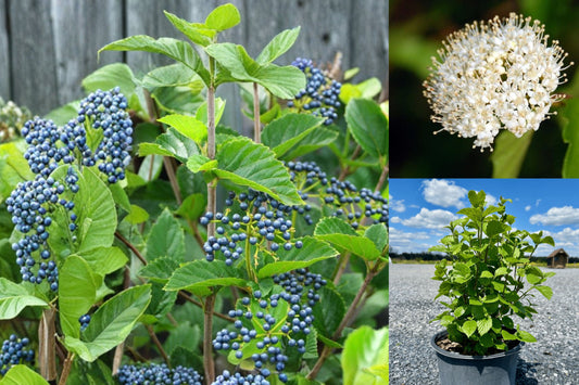 Chicago Lustre Viburnum Live Plant, Arrowwood Viburnum Shrub Starter, White Flowering Outdoor Bush, 3 Inch Pot, 4–6 Inches Tall