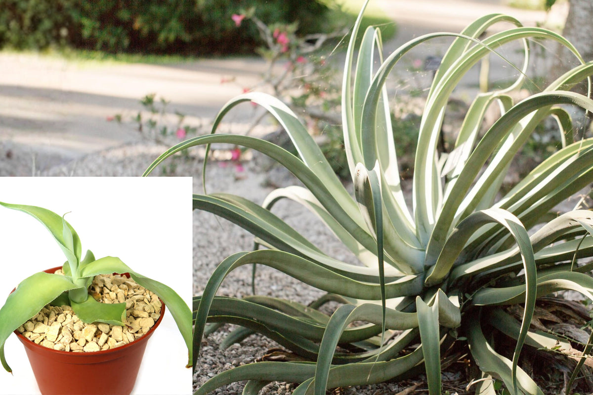 Octopus Agave Live Plant, Agave vilmoriniana Succulent, Sculptural Drought Tolerant Plant for Sunny Gardens and Containers