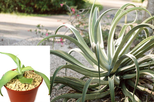 Octopus Agave Live Plant, Agave vilmoriniana Succulent, Sculptural Drought Tolerant Plant for Sunny Gardens and Containers