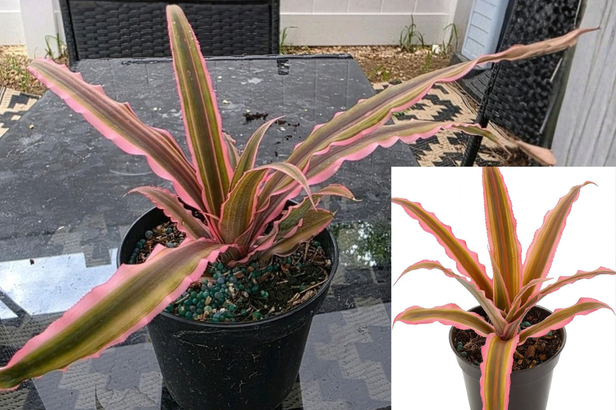 Cryptanthus Earth Star Pink Live Plant – 4-Inch Pot