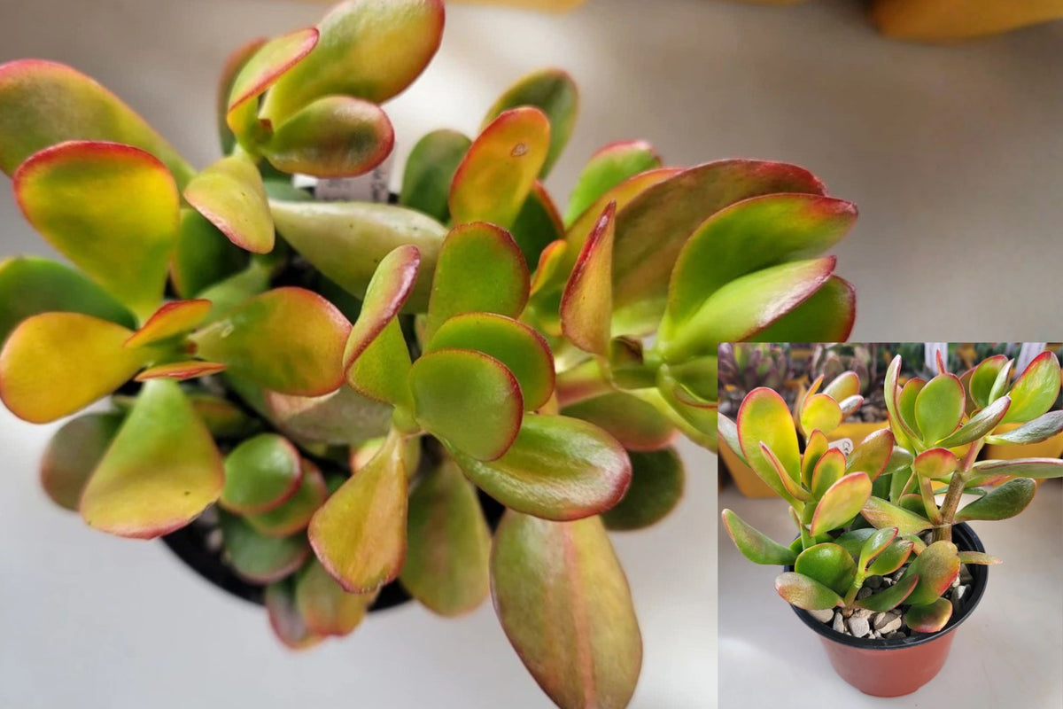 Hummel’s Sunset Jade Plant Live Succulent in 4-Inch Pot – Crassula ovata