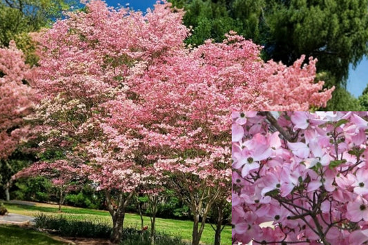 Pink Dogwood Live Plant – 10–16 Inch Tall, Quart Pot – Cornus florida