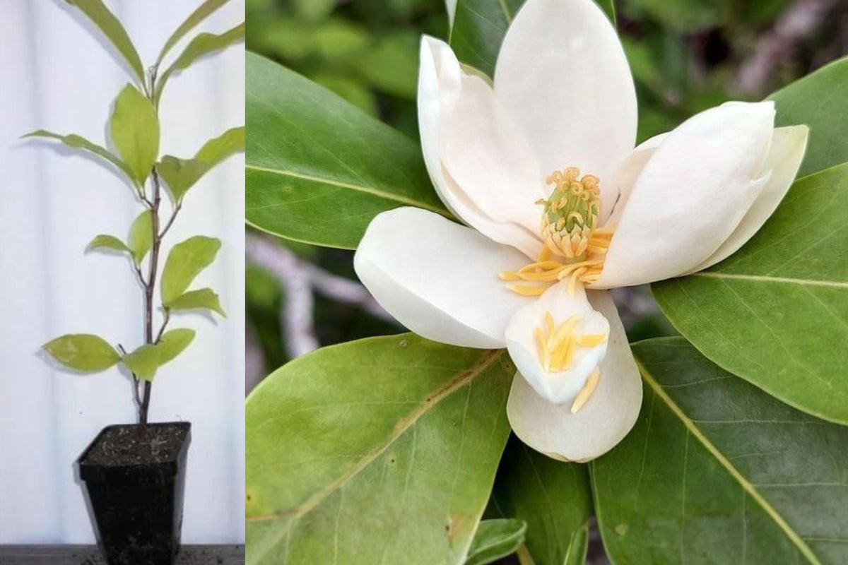 Sweetbay Magnolia Live Plant, Magnolia virginiana White Fragrant Flowering Tree, 8–14 Inch Starter in Quart Pot