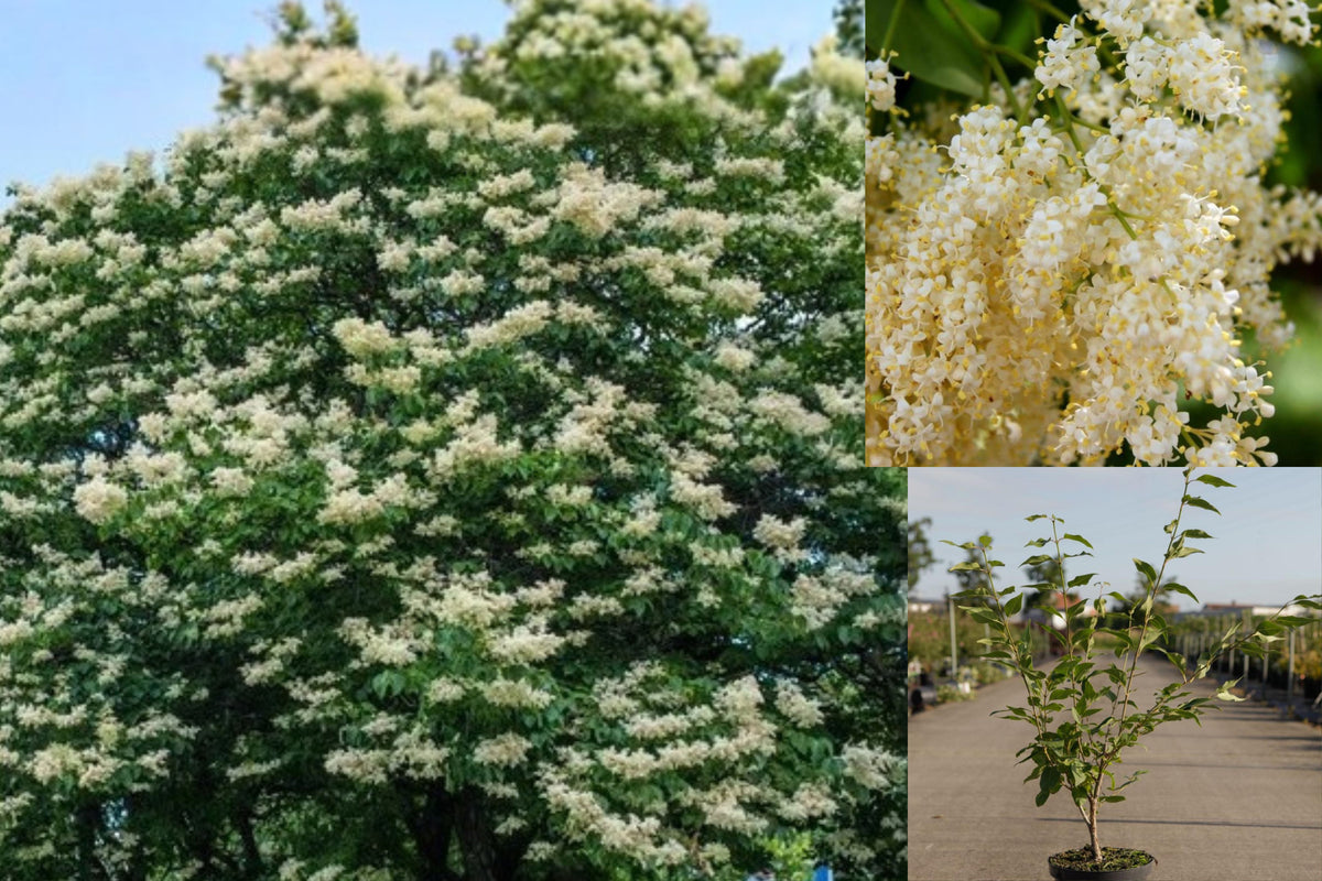 Japanese Lilac Tree Live Bare Root Plant, Syringa pekinensis Seedling, Fragrant White Flowers, Outdoor Ornamental Flowering Tree
