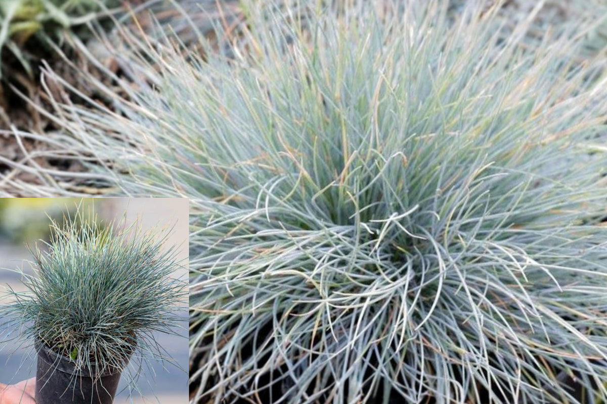 Blue Fescue Ornamental Grass Live Plants, Set of 4, Perennial Blue Grass, 4 Inch Nursery Pots, Garden Border Plant