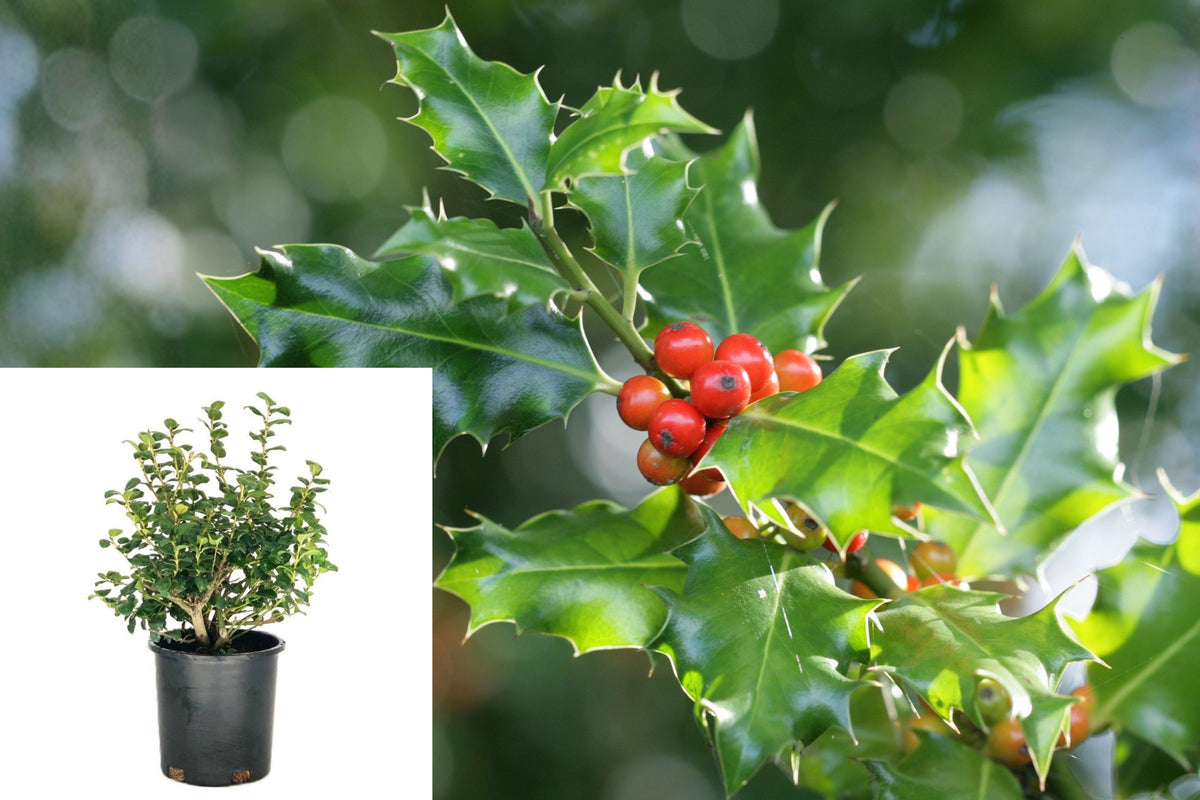 China Boy and China Girl Holly Plants, 2 Live Ilex Shrubs, 4 Inch Pots, Evergreen Foliage, Red Winter Berry Pollinating Pair