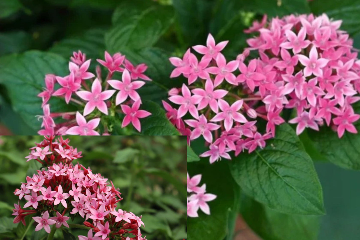 Starburst Pentas 2 Live Plants – 4–6 Inch – Pentas lanceolata