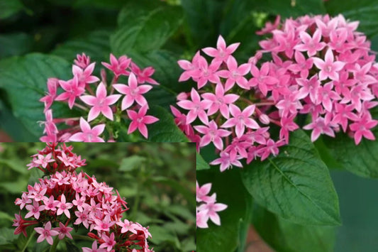 Starburst Pentas 2 Live Plants – 4–6 Inch – Pentas lanceolata