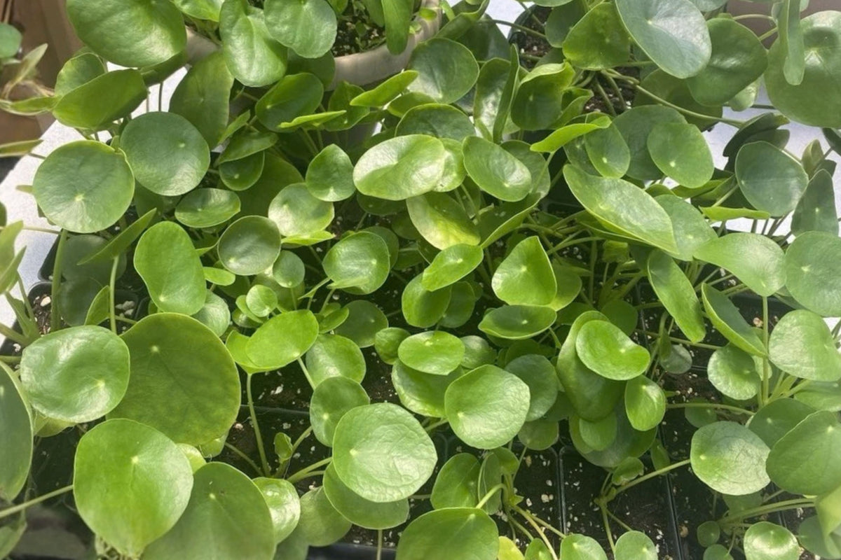 Pilea Peperomioides 1 Live Houseplant – Chinese Money Plant