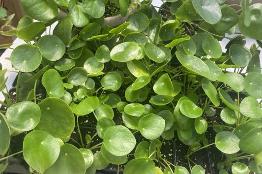 Pilea Peperomioides 1 Live Houseplant – Chinese Money Plant