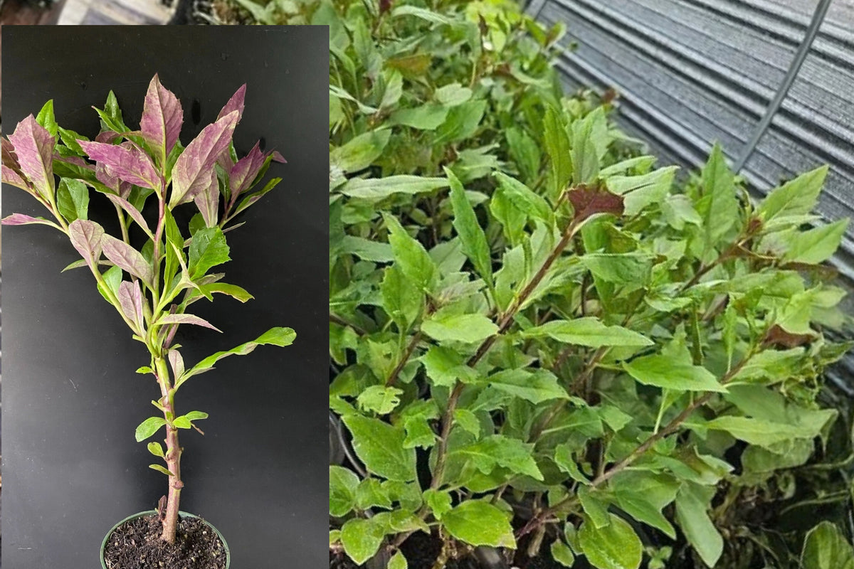 Okinawa Spinach Live Plant – 1 Plant, 8–12" Tall – Gynura bicolor