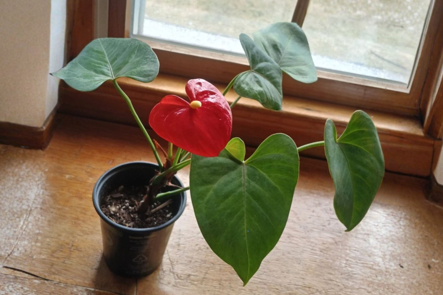 Red Anthurium Flamingo Flower Live Plant – 1 Plant – 4 Inch Pot