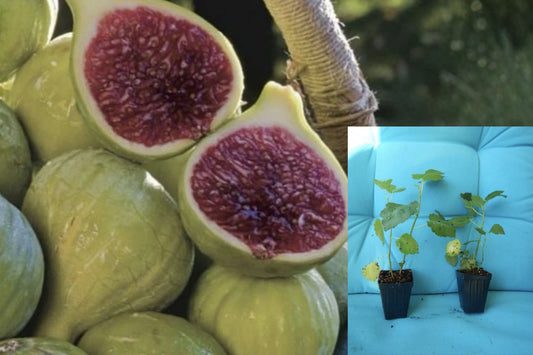 Ischia Fig Tree Live Starter Plant – Ficus carica – Small Plant
